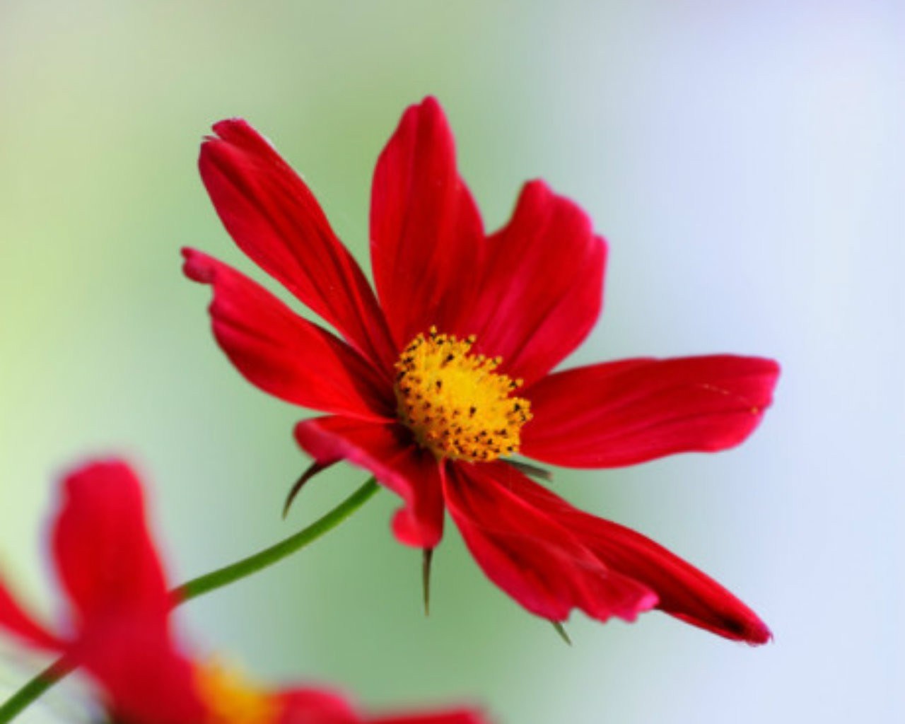 Flowers Petals Red Nature Beautiful Flower Wallpaper - Red Flower 4 Petals , HD Wallpaper & Backgrounds