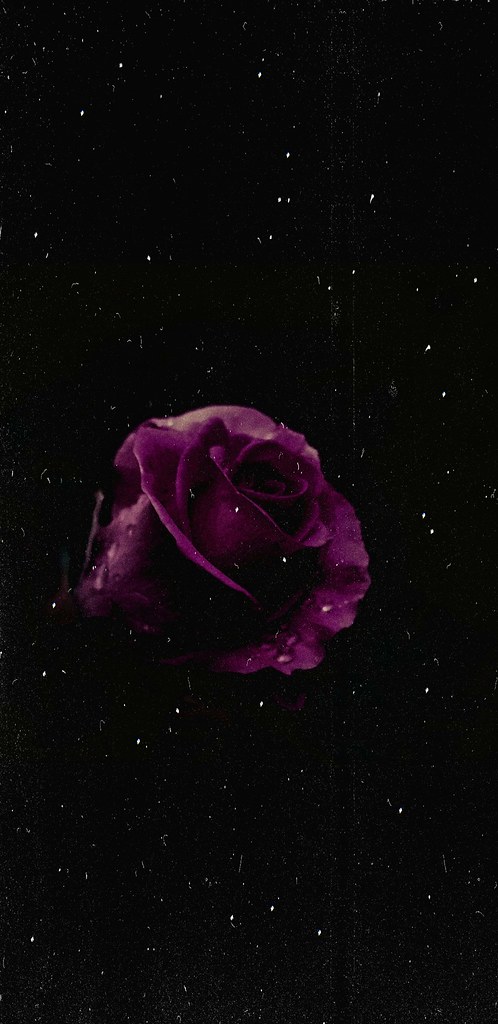#rose#flower#dark#theme# - Garden Roses , HD Wallpaper & Backgrounds