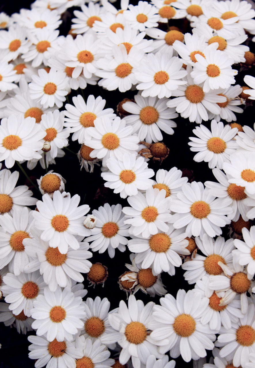 Iphone Daisies , HD Wallpaper & Backgrounds