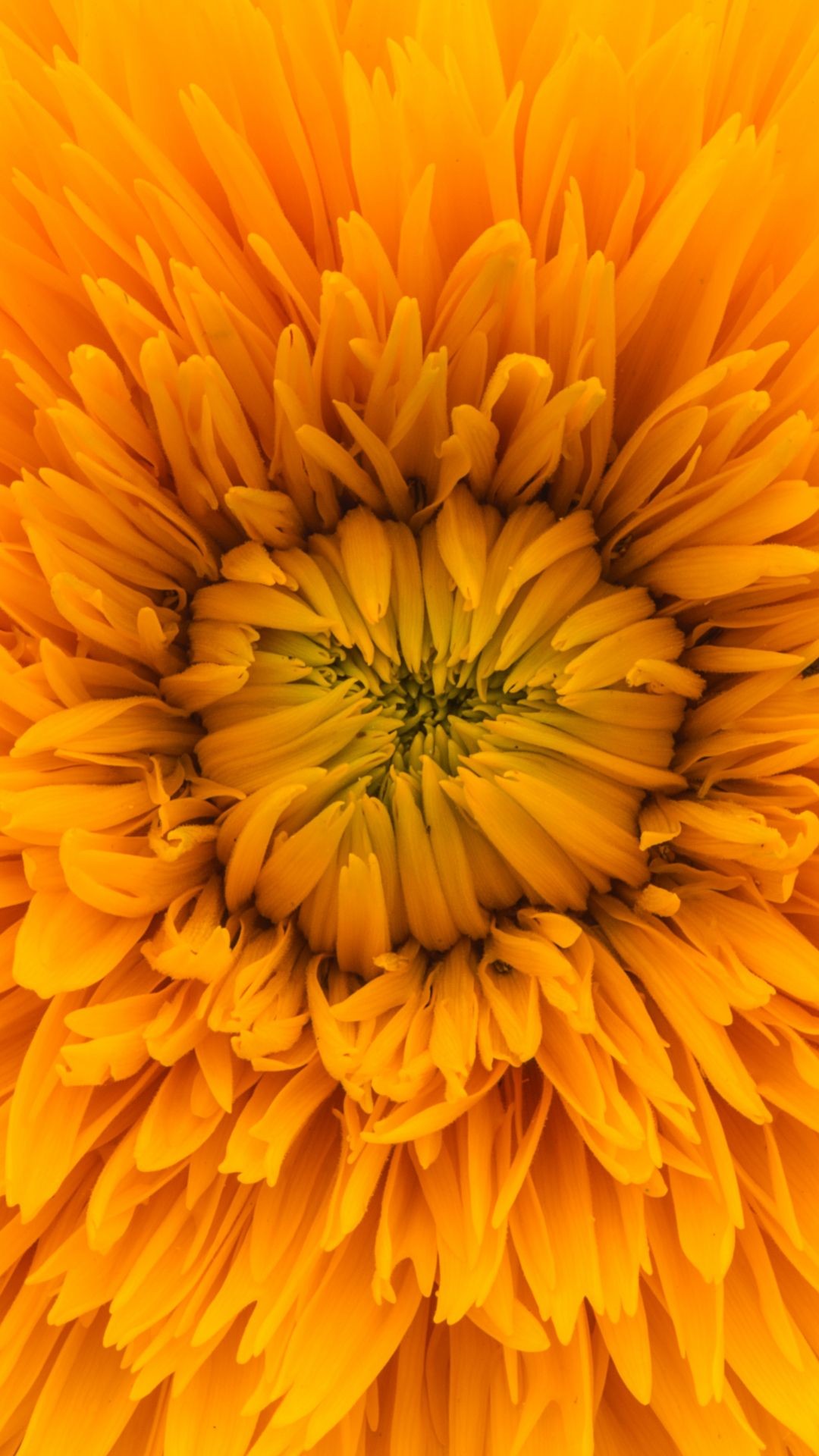 Flower Iphone Wallpaper Tumblr - Yellow Flower Close Up , HD Wallpaper & Backgrounds