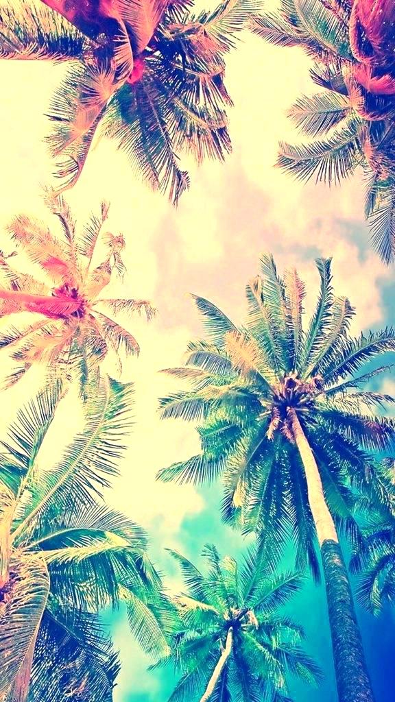 Palm - Iphone 6 Wallpapers Palm Trees , HD Wallpaper & Backgrounds