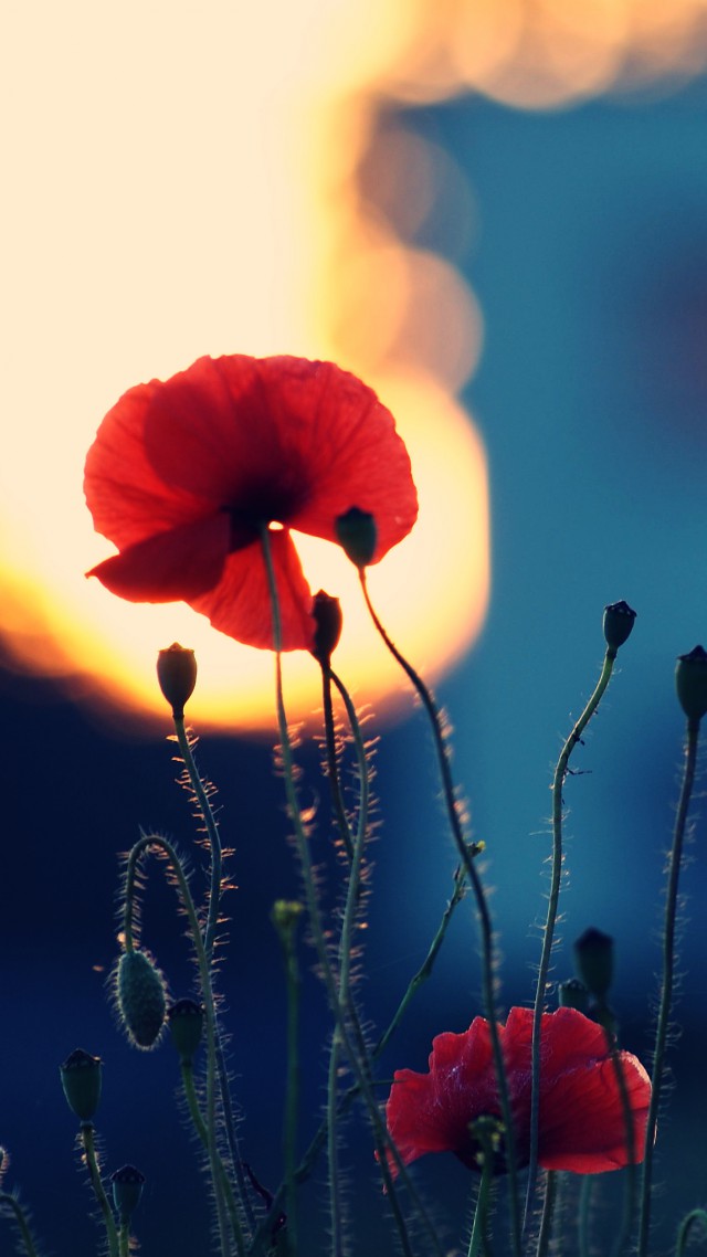 Poppy Wallpaper Wallpaper Poppy 5k 4k Wallpaper Flowers - Poppy Flower , HD Wallpaper & Backgrounds