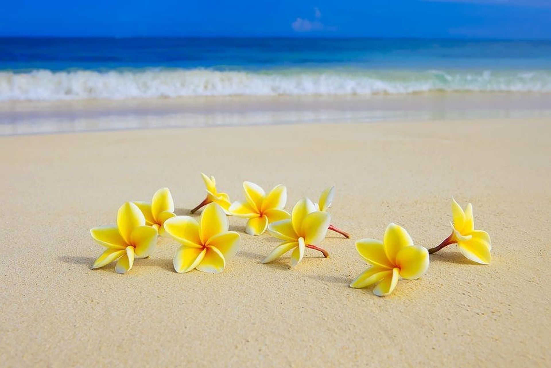 Dune Beach Flowers Sand Plumeria Wallpaper Live For - Hawaiian Flower On Beach , HD Wallpaper & Backgrounds