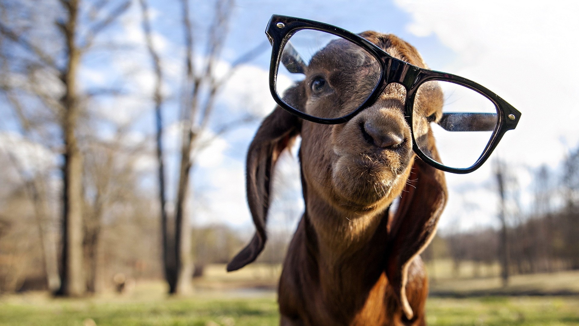 Goat - Animals With Big Glasses , HD Wallpaper & Backgrounds