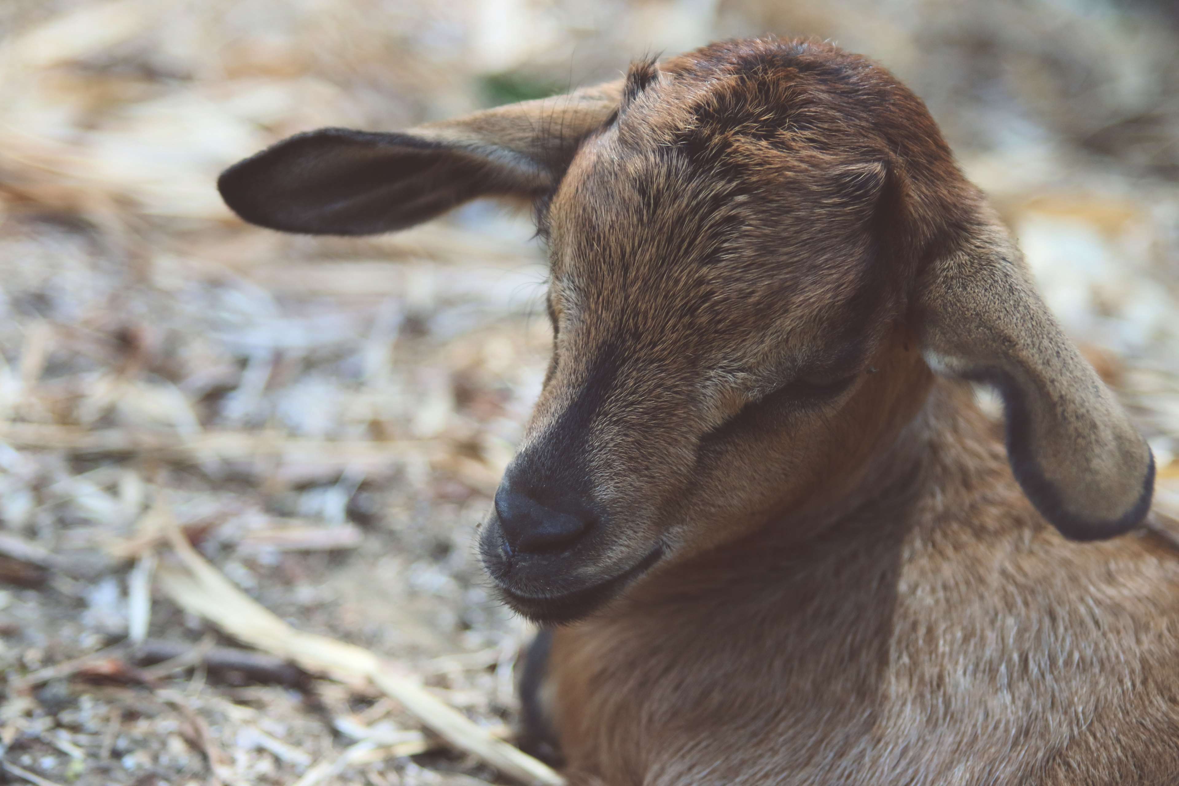 Animal, Baby Goat, Farm, Goat 4k Wallpaper And Background - Baby Goat 4k , HD Wallpaper & Backgrounds