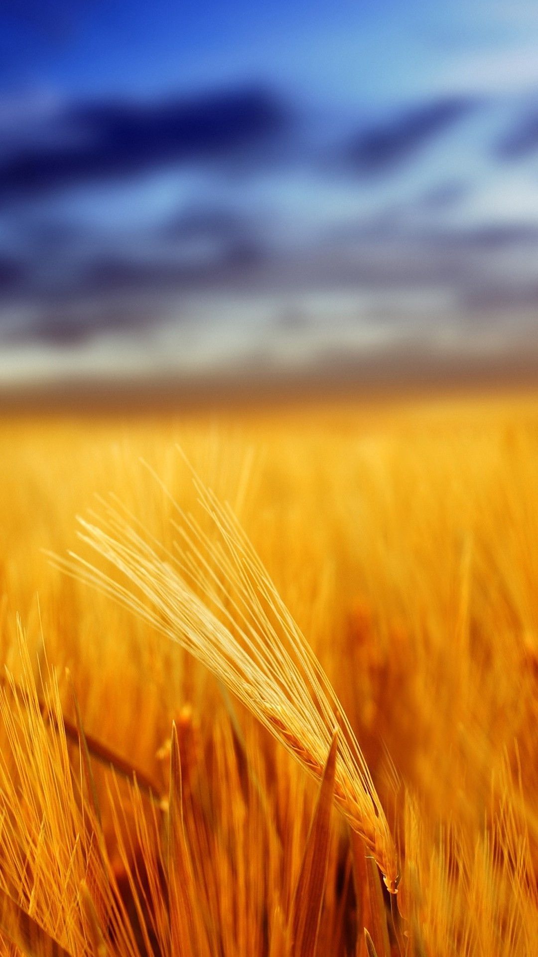 Golden Wheat Field Mobile Hd Wallpaper - Hd Nature Wallpaper For Smartphone , HD Wallpaper & Backgrounds