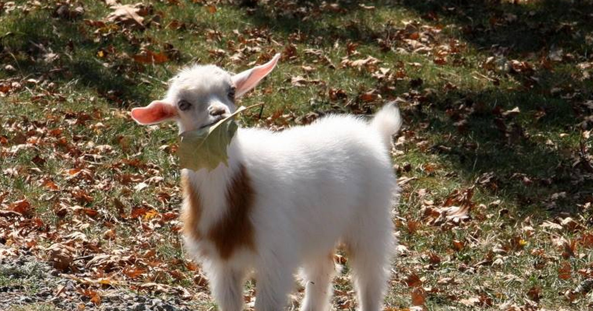 Baby Goat Wallpaper - Baby Goat Eating Leaf , HD Wallpaper & Backgrounds