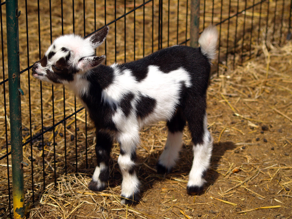 Baby Goats , HD Wallpaper & Backgrounds