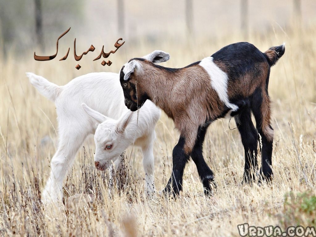 Beautiful Animal Goat Wallpapers Hd ~ Desktop Wallpapers - High Resolution Baby Goat , HD Wallpaper & Backgrounds