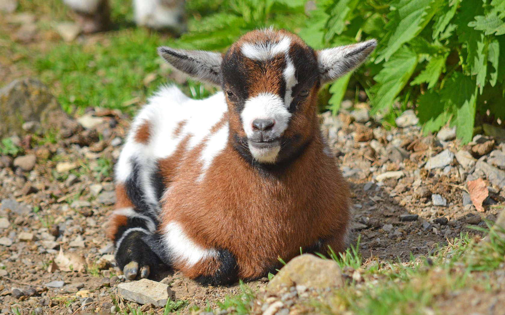 Wallpaper Baby Goat, Domestic Animal, Sitting, Animal - Animal Child , HD Wallpaper & Backgrounds