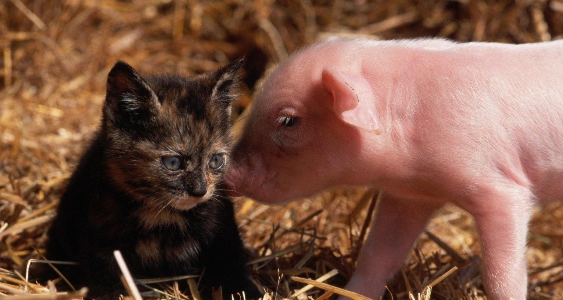 Baby Animal Wallpaper Pictures - Baby Pig And Cat , HD Wallpaper & Backgrounds