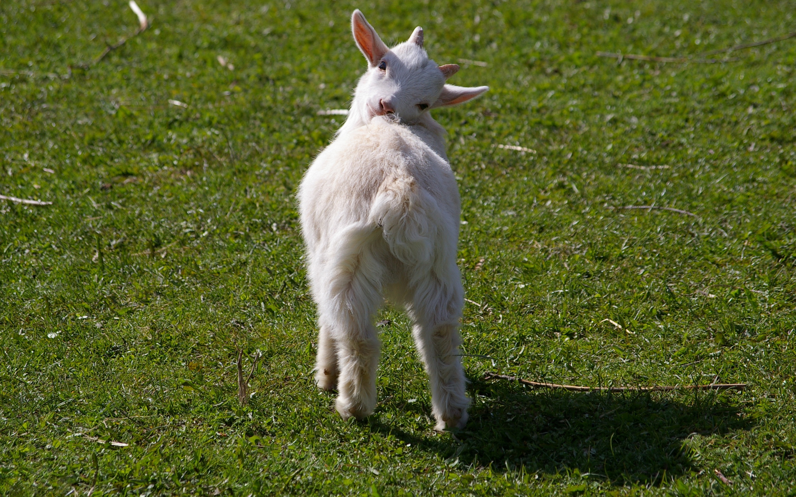 Wallpaper Goat, Lamb, Baby Animal, Domestic Animal - Goat , HD Wallpaper & Backgrounds