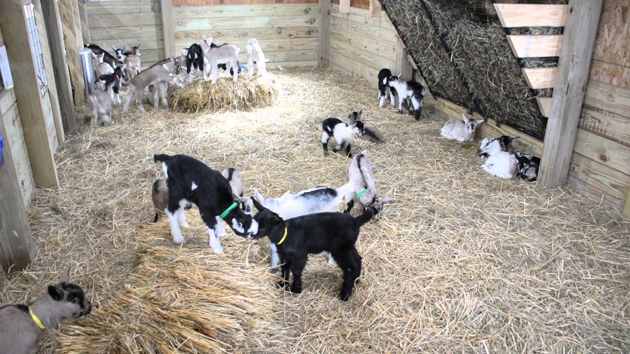 We Have Tons Of Baby Goats - Calf , HD Wallpaper & Backgrounds