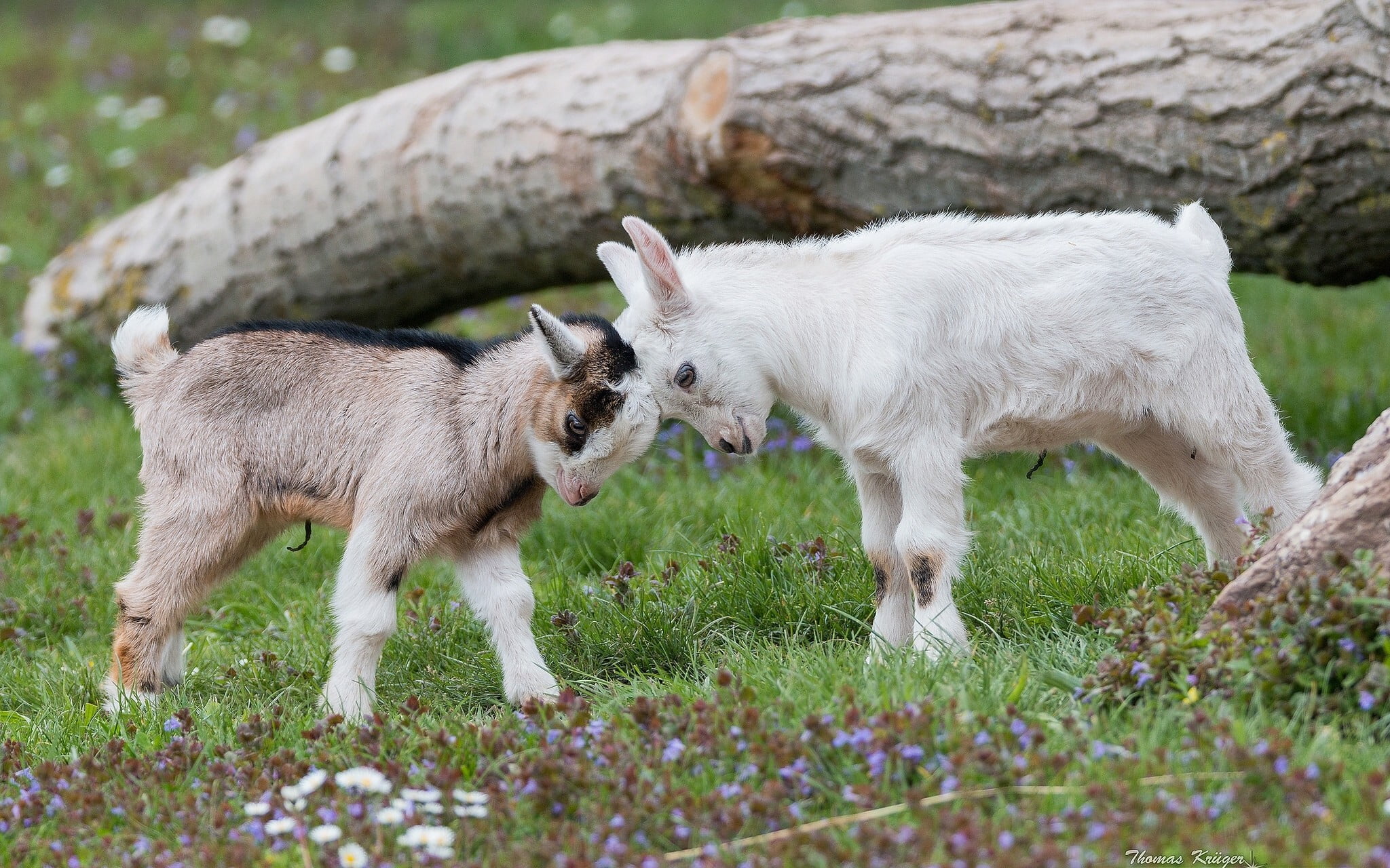 Two White And Gray Goat Kids, Animals, Nature, Goats, - Baby Goat Hd , HD Wallpaper & Backgrounds