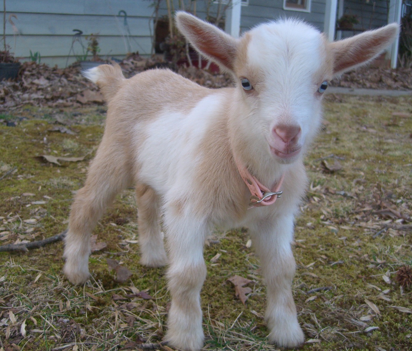 Smart - - Baby Goat , HD Wallpaper & Backgrounds