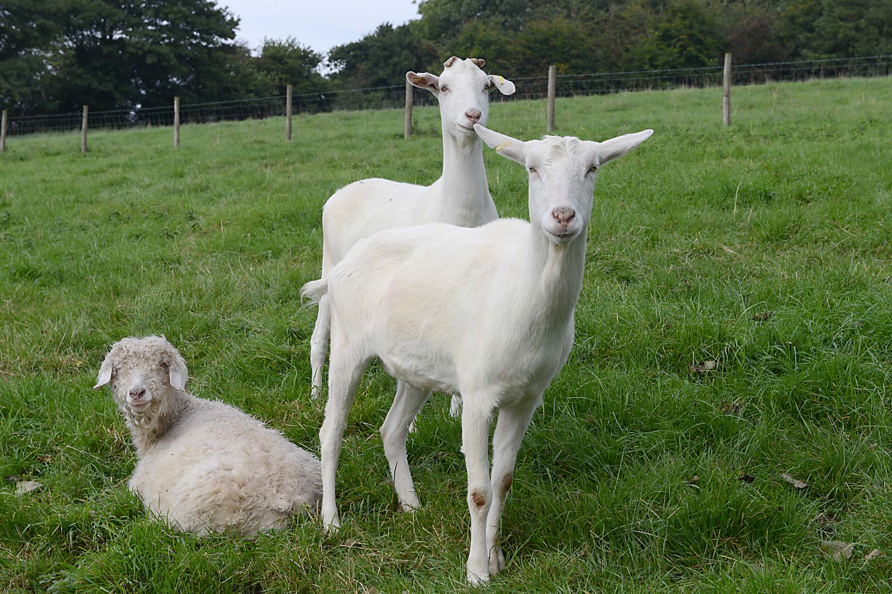 Baby Goat Iphone Wallpaper ↺ - Goat Uk , HD Wallpaper & Backgrounds