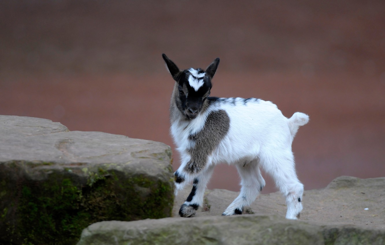Photo Wallpaper White, Pose, Stones, Background, Baby, - Goat , HD Wallpaper & Backgrounds