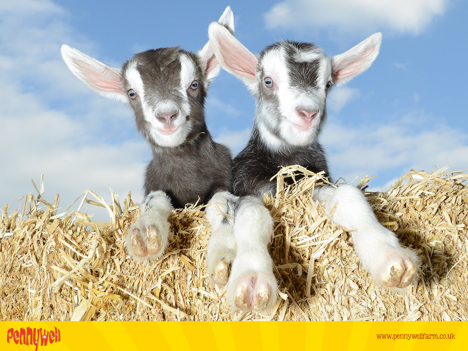 Pennywell Farm - Friendly Goats , HD Wallpaper & Backgrounds
