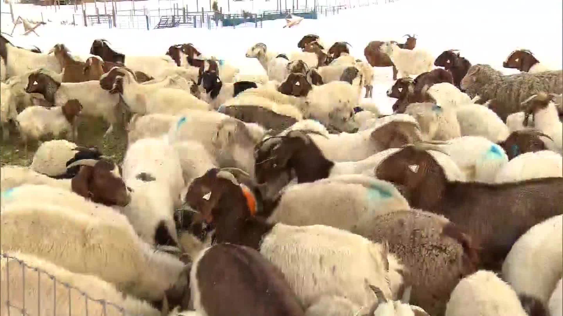 Goat Farmer Knits Broncos Sweaters For 150 Baby Goats - Herd , HD Wallpaper & Backgrounds