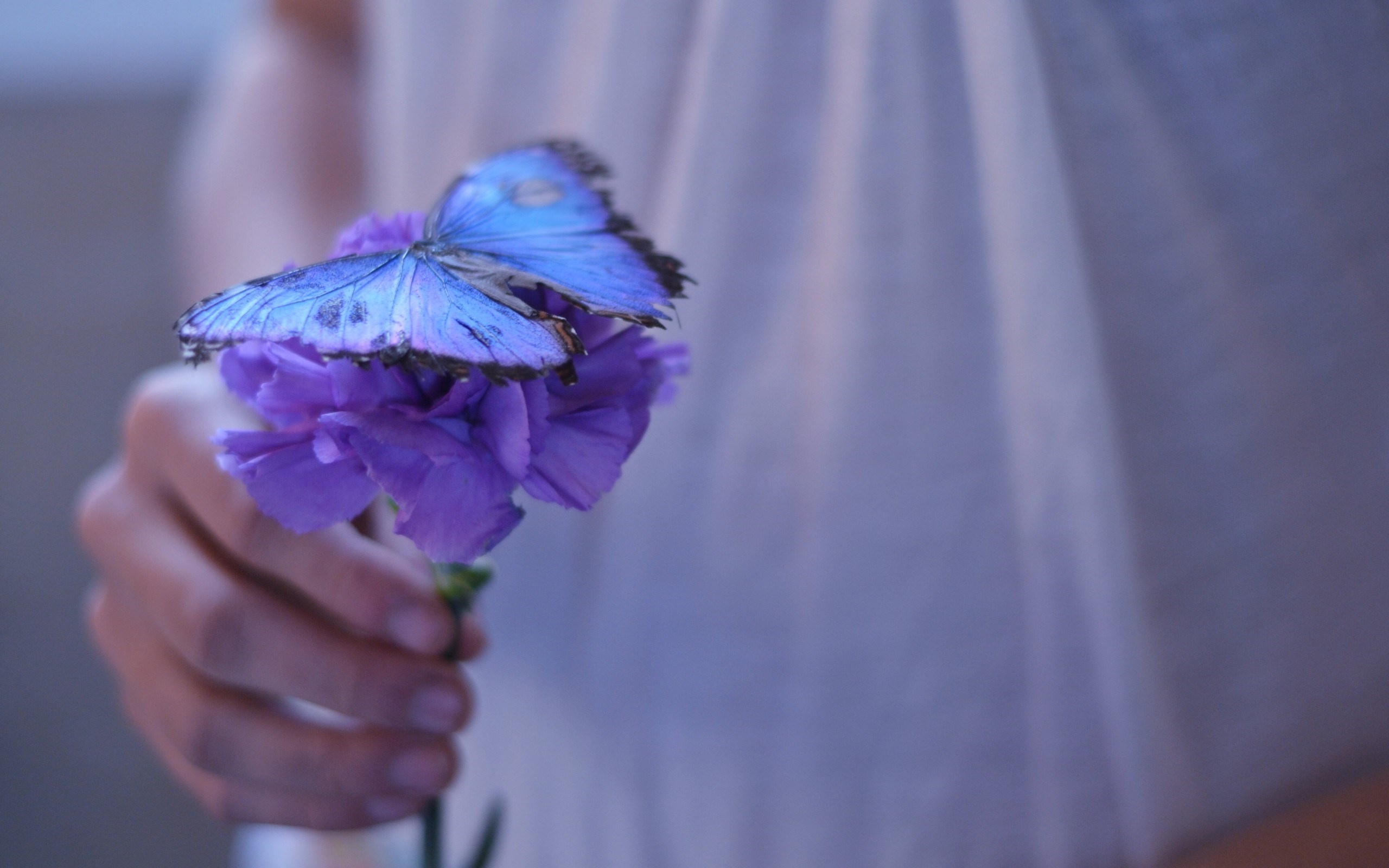 Flower Purple Butterfly Girl Mood , HD Wallpaper & Backgrounds