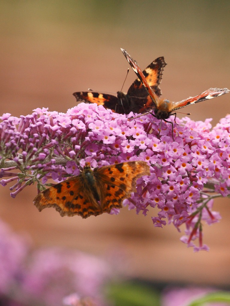Download Pink Butterfly Flower, Pink Butterfly Go Sms - Buddleia , HD Wallpaper & Backgrounds