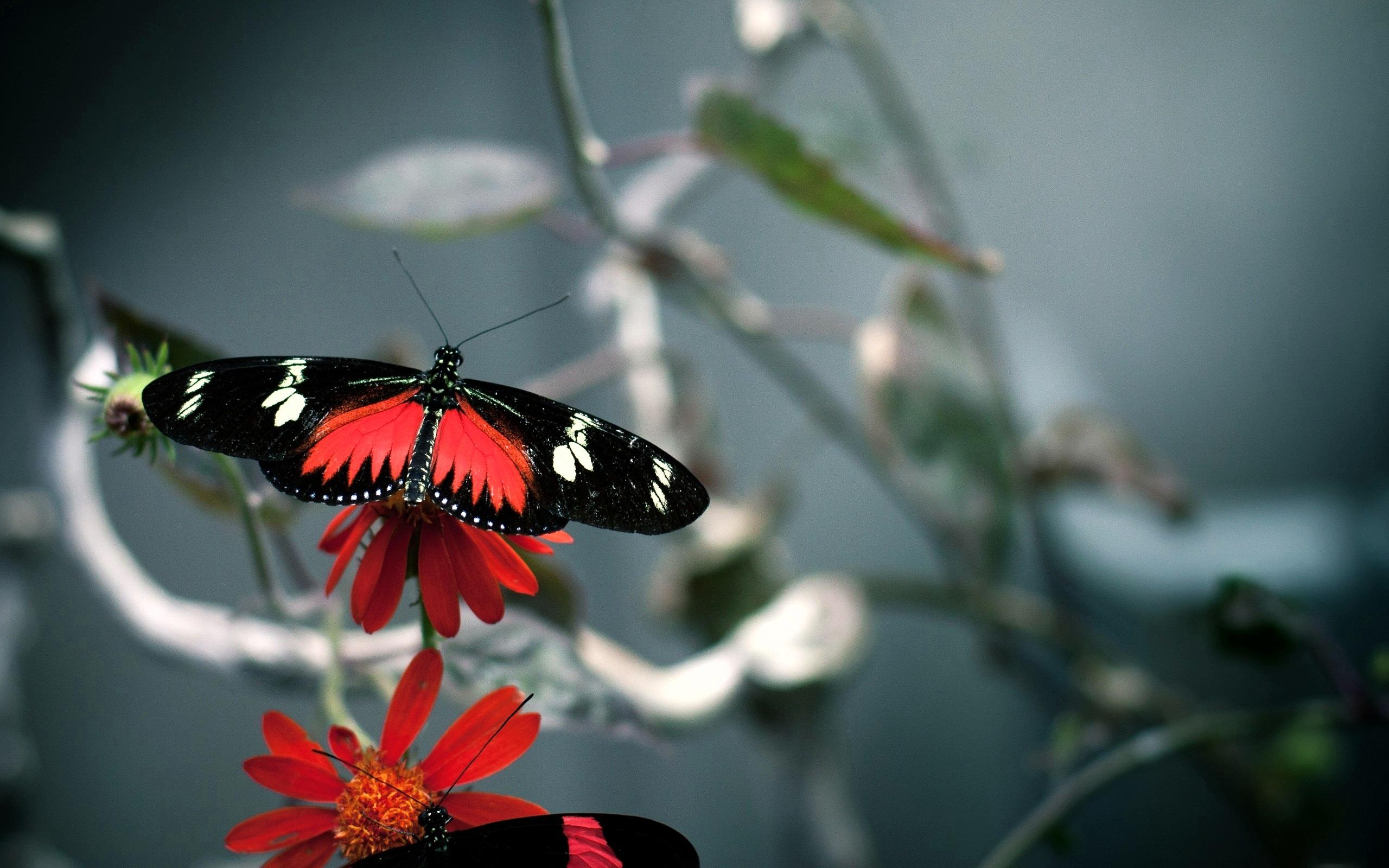 Butterfly Girl Hd Wallpaper - Good Morning 4k Hd , HD Wallpaper & Backgrounds