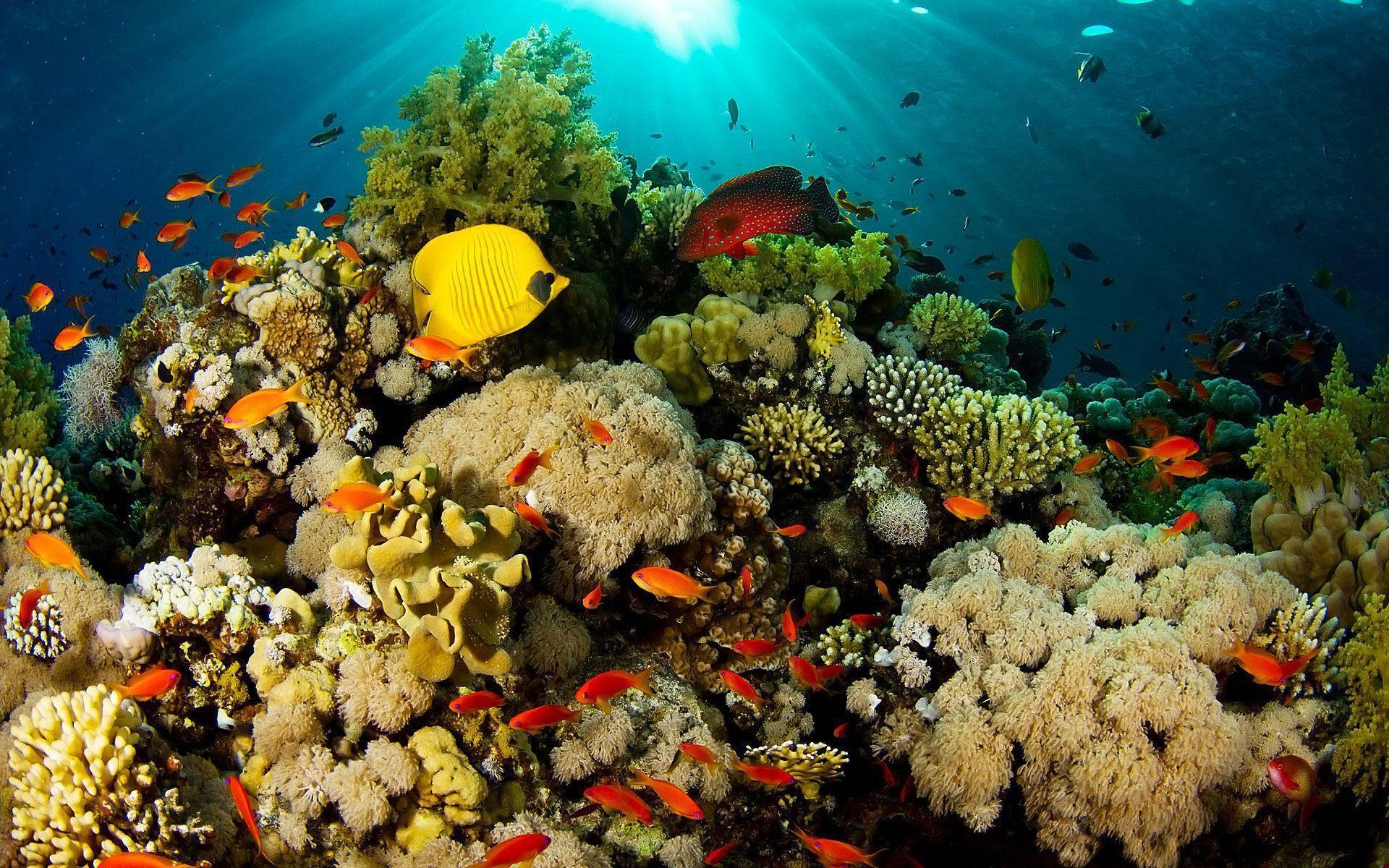 Coral Reef Wallpapers Coral Reef Pictures Hd 1067722 Hd Coral Reef Wallpapers Coral Reef Pictures Hd 1067722 Hd