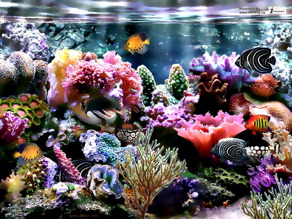 Hd Wallpapers Coral Reef Wallpaper - Coral Hd , HD Wallpaper & Backgrounds