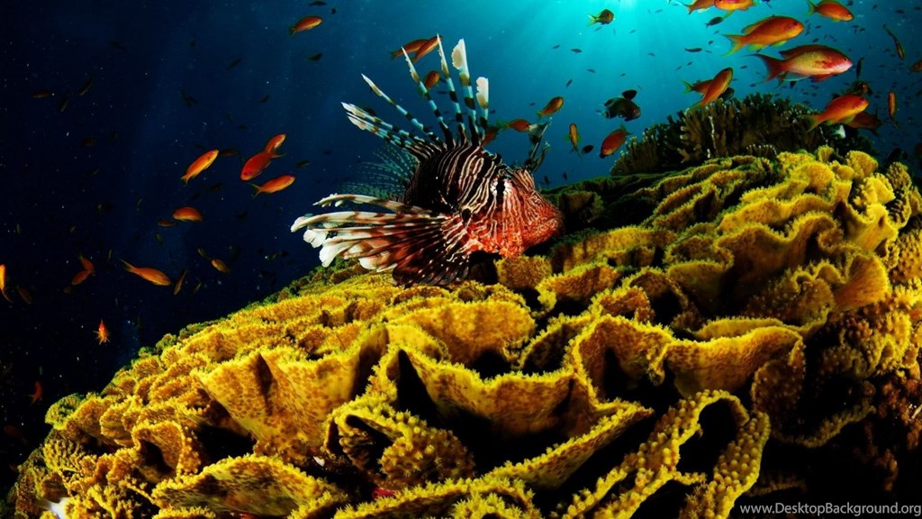 High Resolution Colorful Nature Coral Reef Wallpapers - Hd Underwater Wallpapers 1080p , HD Wallpaper & Backgrounds