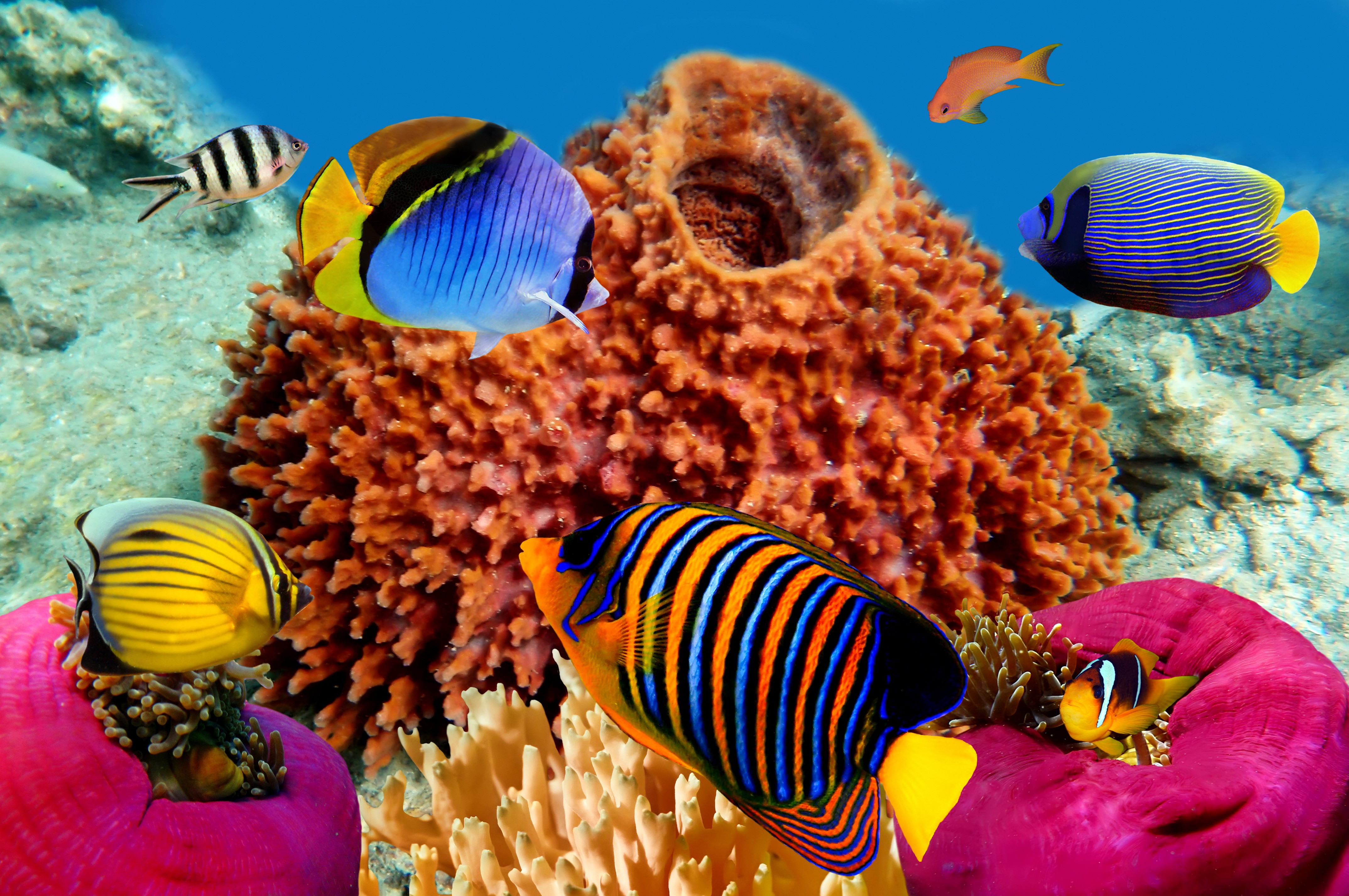 Coral Reef Wallpaper For Windows - Tropical Reefs , HD Wallpaper & Backgrounds