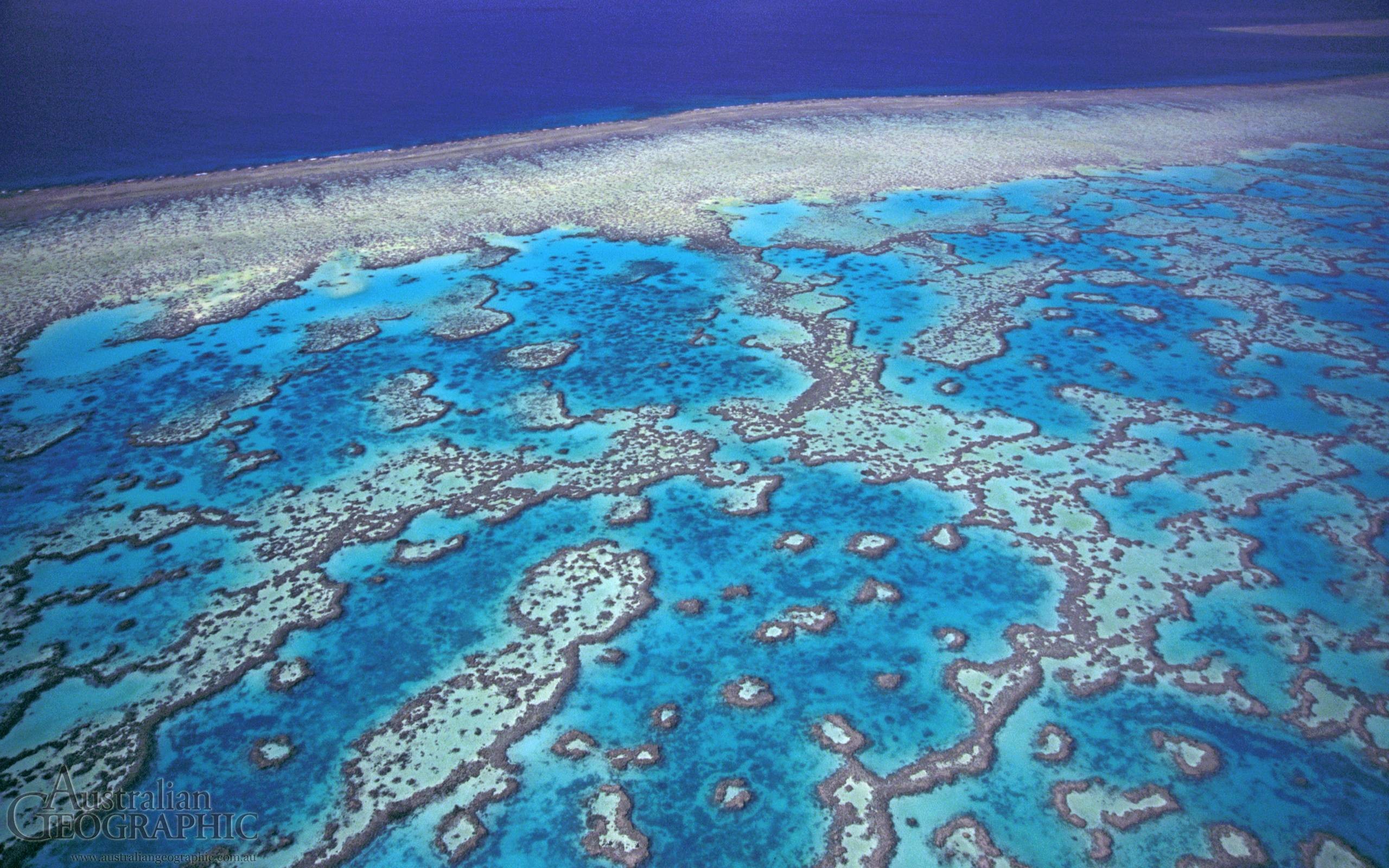Great Barrier Reef Wallpaper 3 40902 Images Hd Wallpapers - Great Barrier Reef Hd , HD Wallpaper & Backgrounds