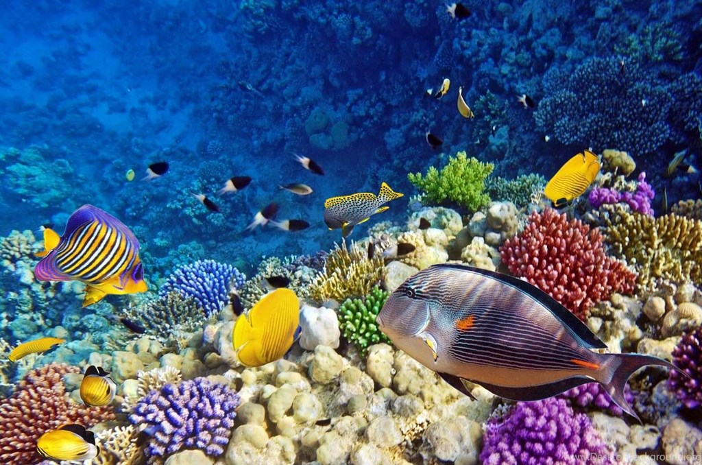 Red Sea Reef , HD Wallpaper & Backgrounds