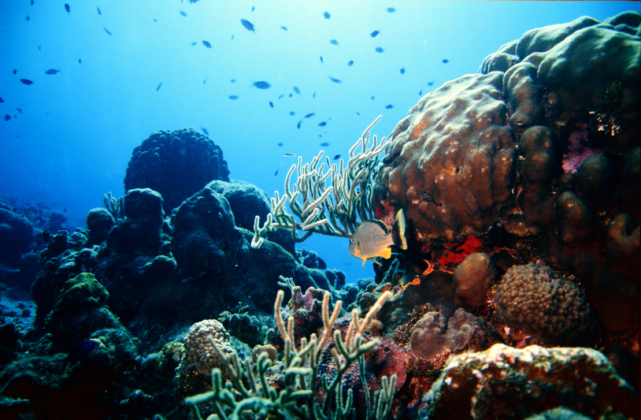 Coral Reef Wallpaper , HD Wallpaper & Backgrounds