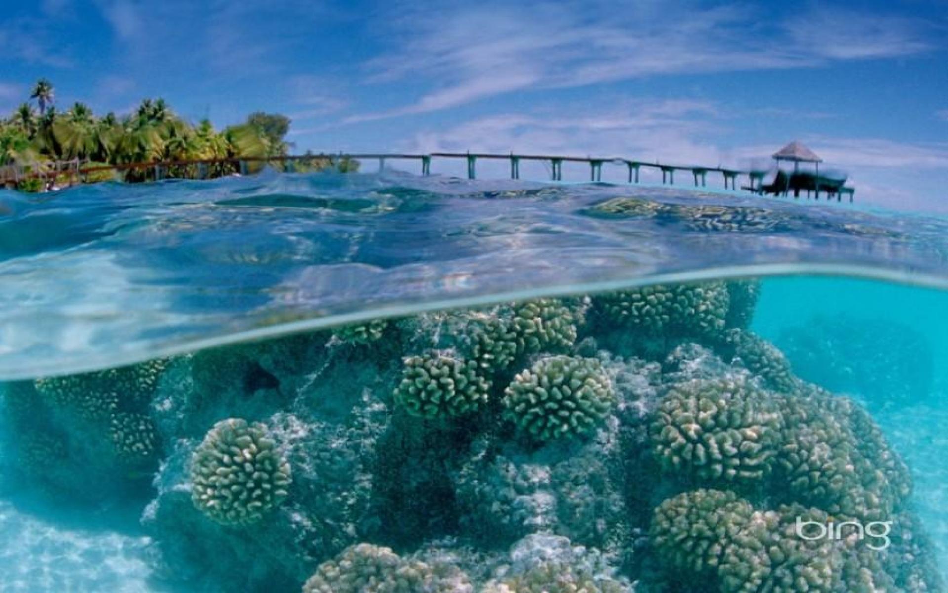 Coral Reef Wallpaper Hd - Coral Reefs Wallpaper Hd , HD Wallpaper & Backgrounds