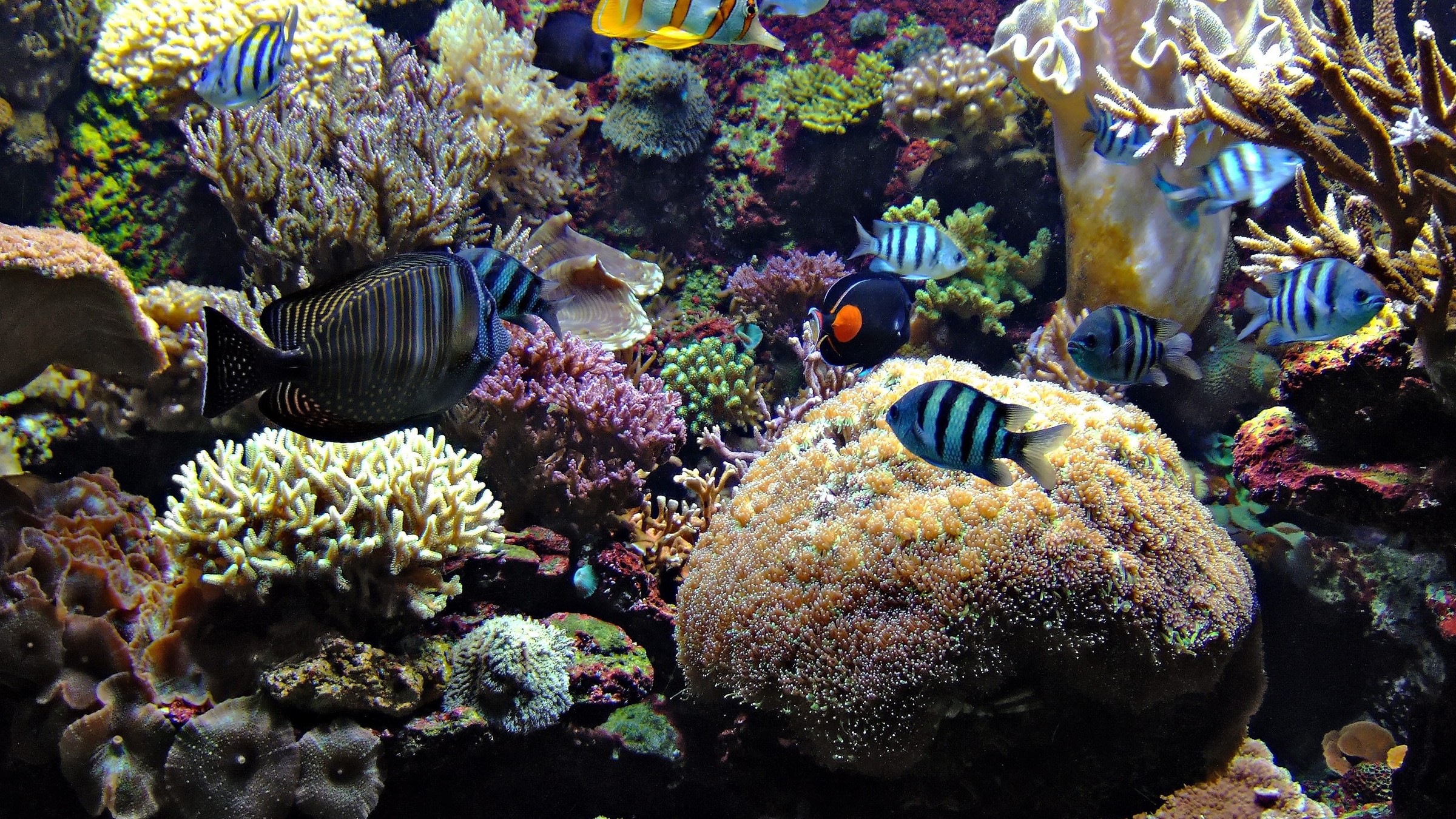 Ocean Reef Wallpaper - Fond D Écran Aquarium , HD Wallpaper & Backgrounds