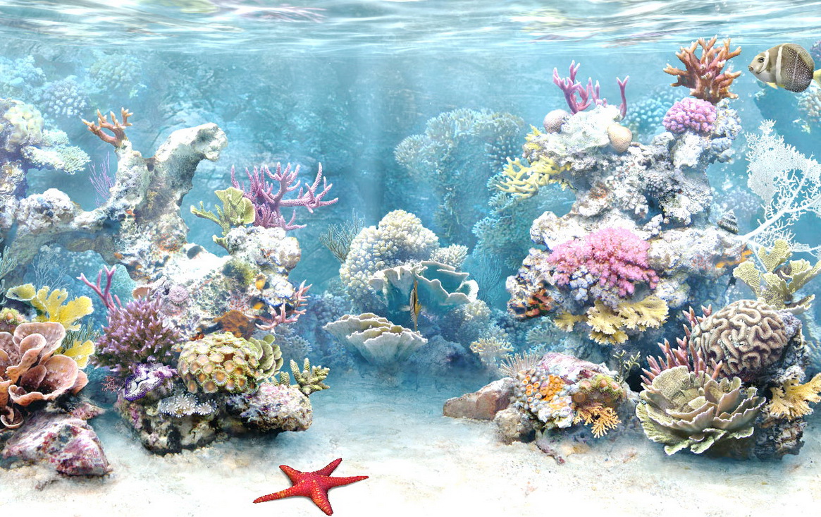 Coral Reef Background Wallpaper , HD Wallpaper & Backgrounds