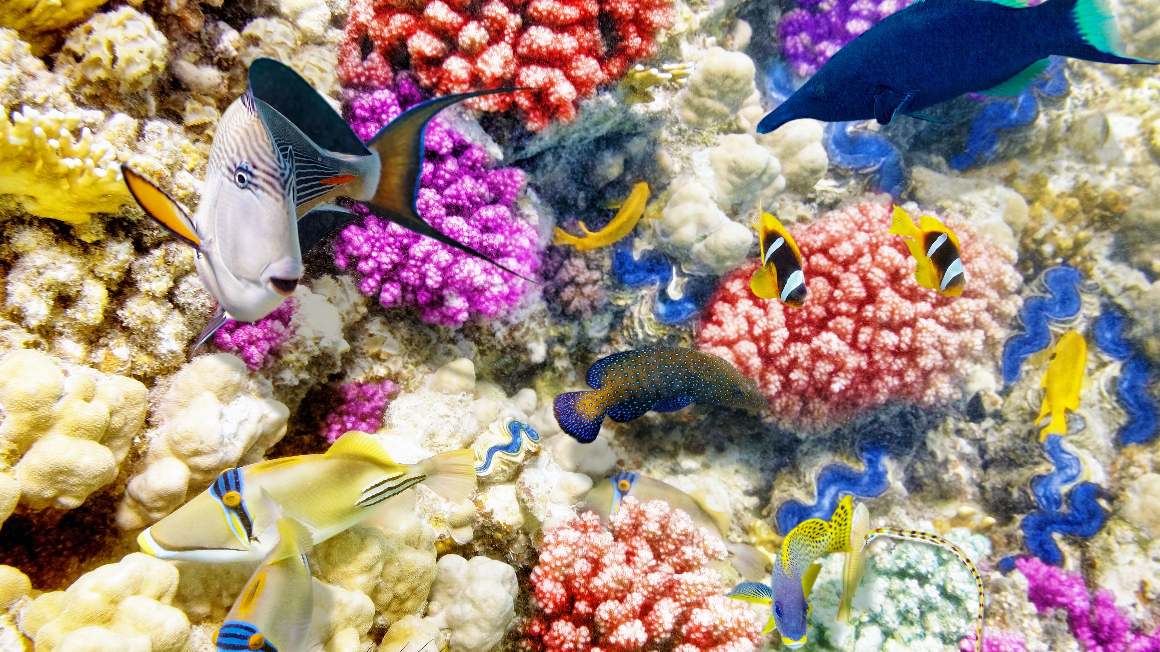 Background Color Coral Hd - Imagenes De Corales Hd , HD Wallpaper & Backgrounds
