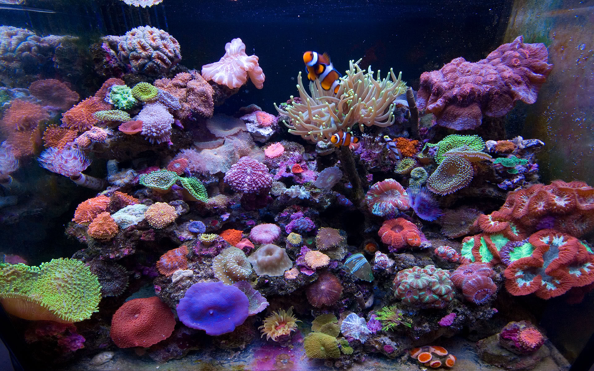 Fish Tank Wallpapers Hd Marine Aquarium - Saltwater Aquarium Wallpaper Hd , HD Wallpaper & Backgrounds