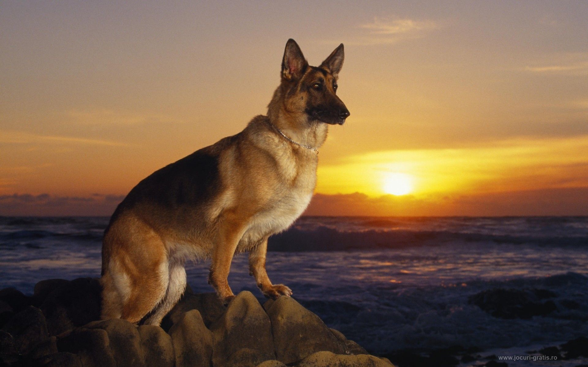 German Shepherd Police Dog Wallpapers - German Shepherd On Beach , HD Wallpaper & Backgrounds