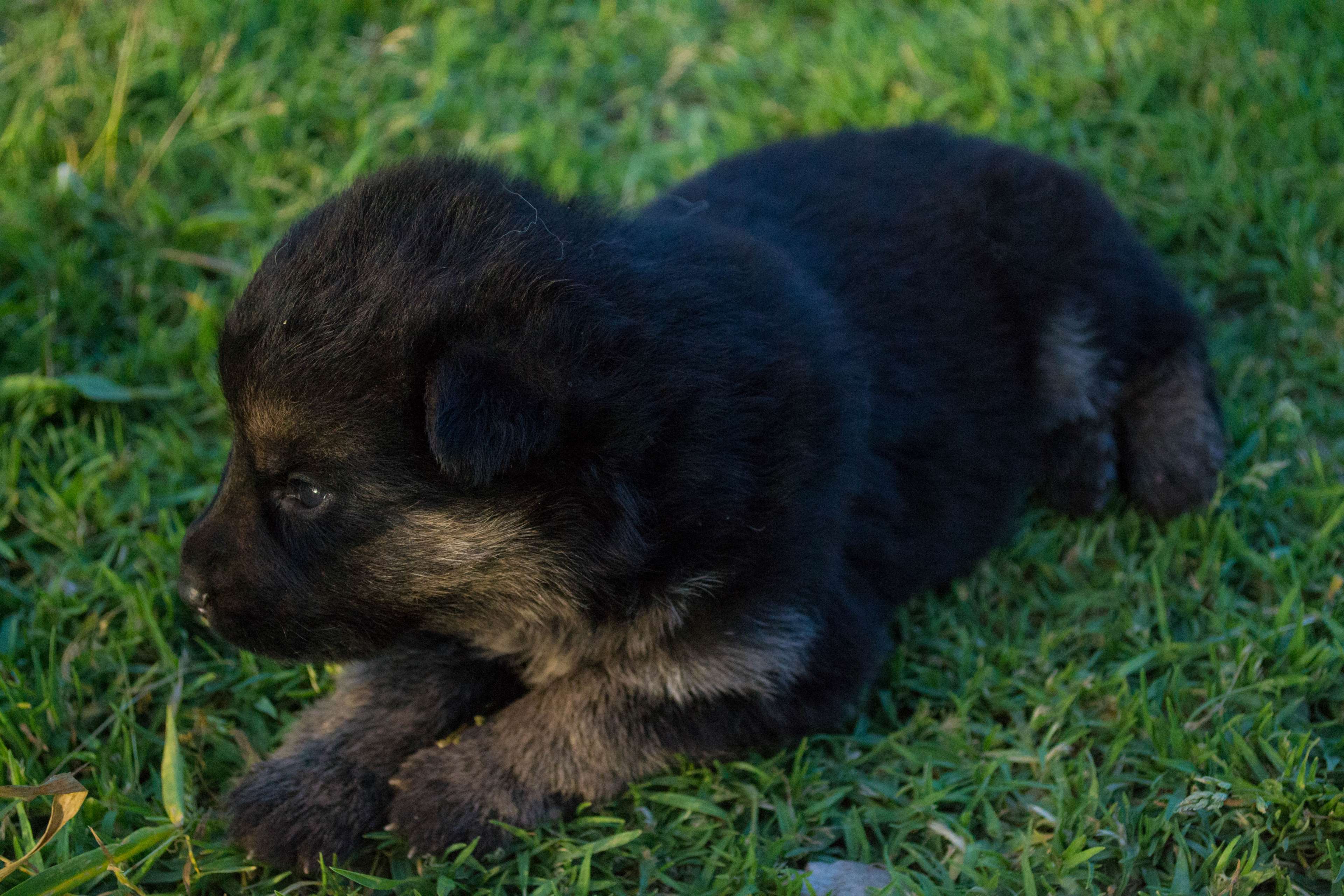 Adorable, Black, Cute, Dog, Eyes, Furry, K9, Paws, - K9 Dog , HD Wallpaper & Backgrounds