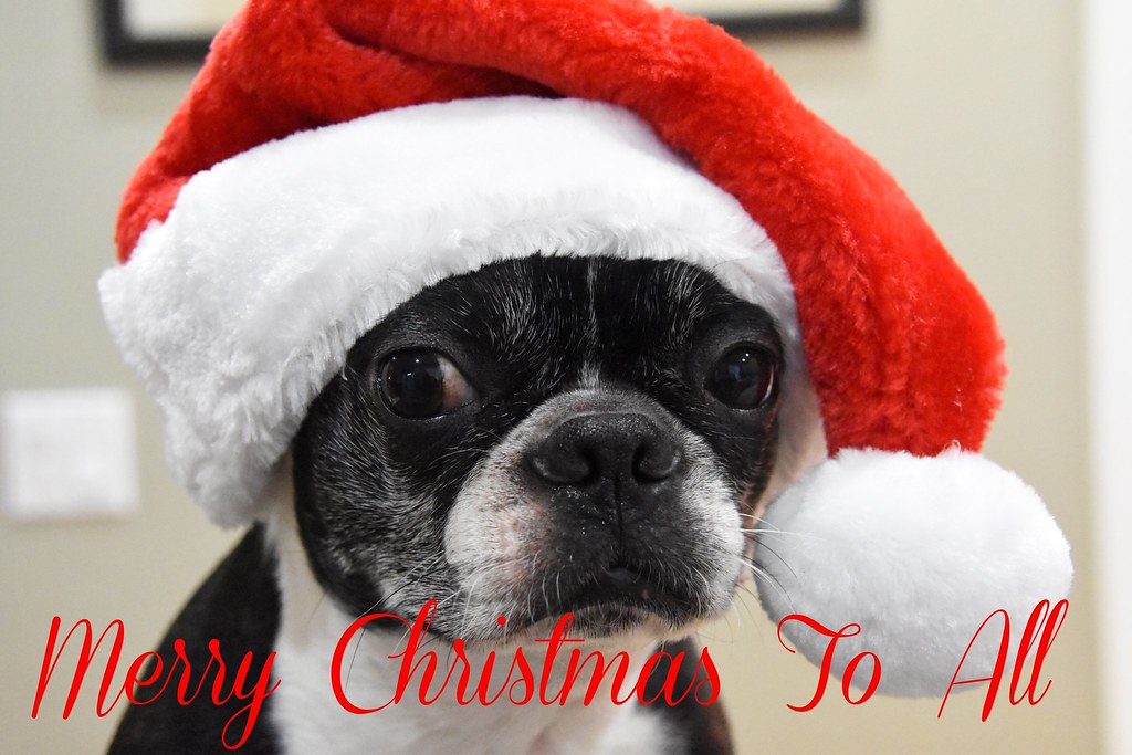 Day 301 Of 366 Tags - Boston Terrier Christmas Hd , HD Wallpaper & Backgrounds