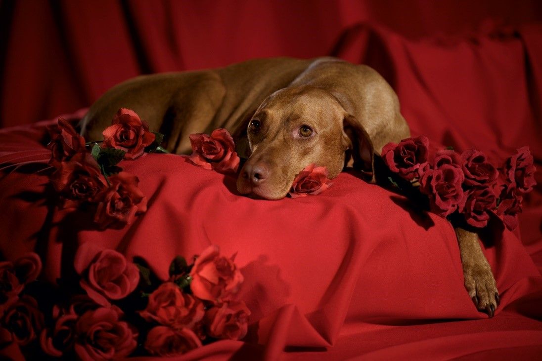 Inspiring Ecards For Valentine U Day Funny Dogs Wallpaper - Valentine's Day Animal Background , HD Wallpaper & Backgrounds
