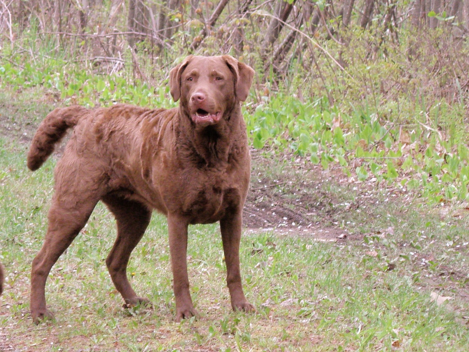 Chesapeake Bay Retriever Dog In The Forest Photo - Cane Chesapeake Bay Retriever , HD Wallpaper & Backgrounds