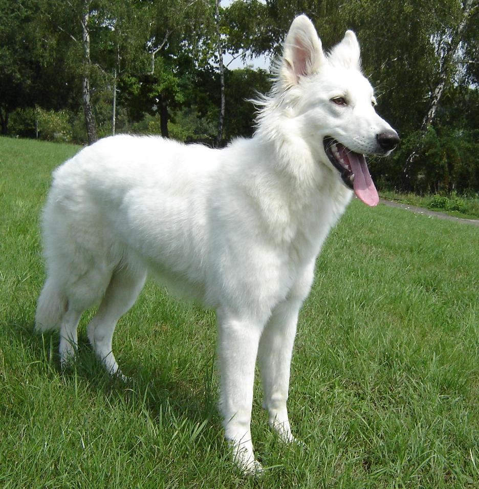 Traits - White German Shepherd Puppies , HD Wallpaper & Backgrounds