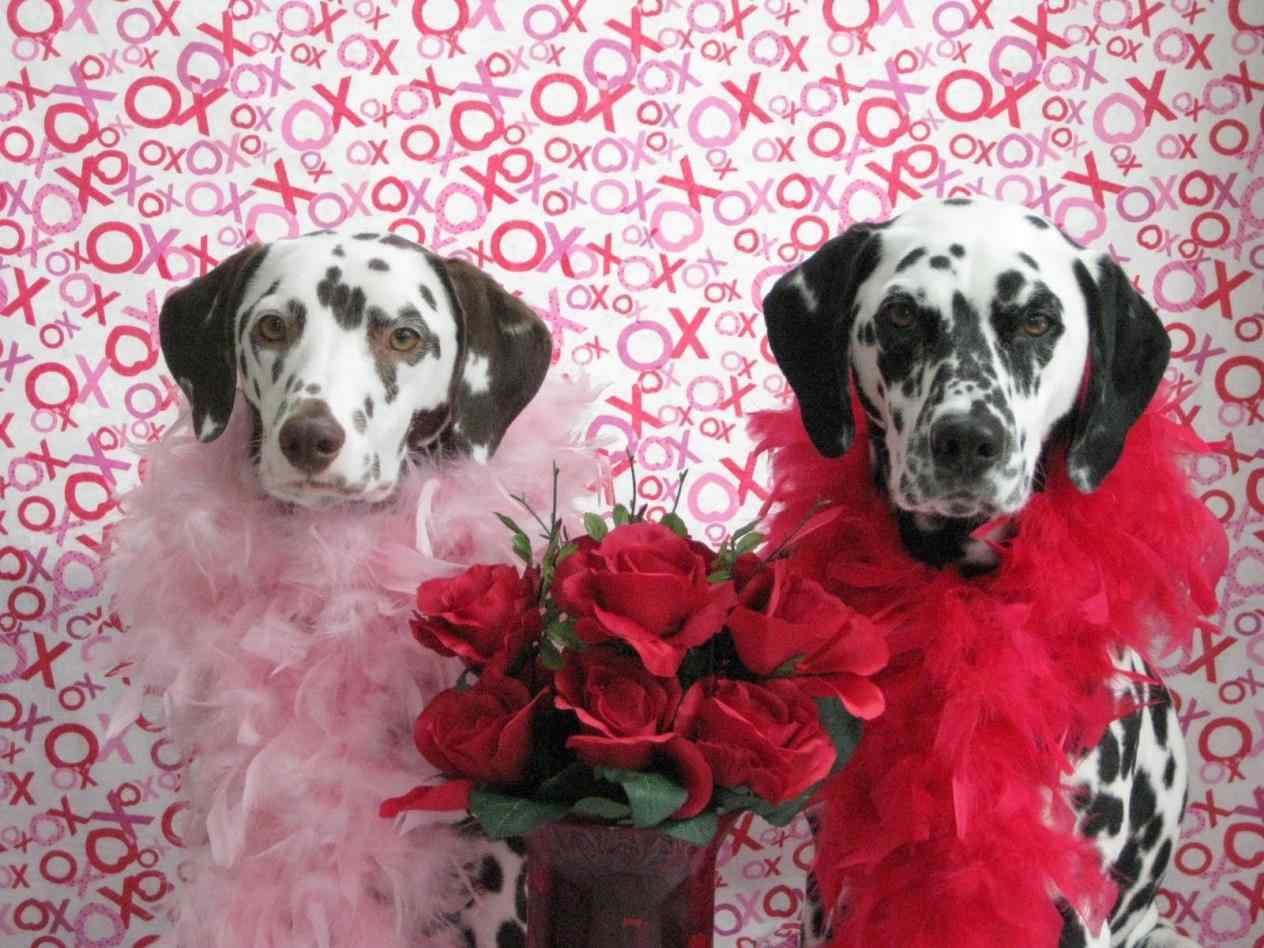 Valentines - Happy Valentines Day Dalmation , HD Wallpaper & Backgrounds