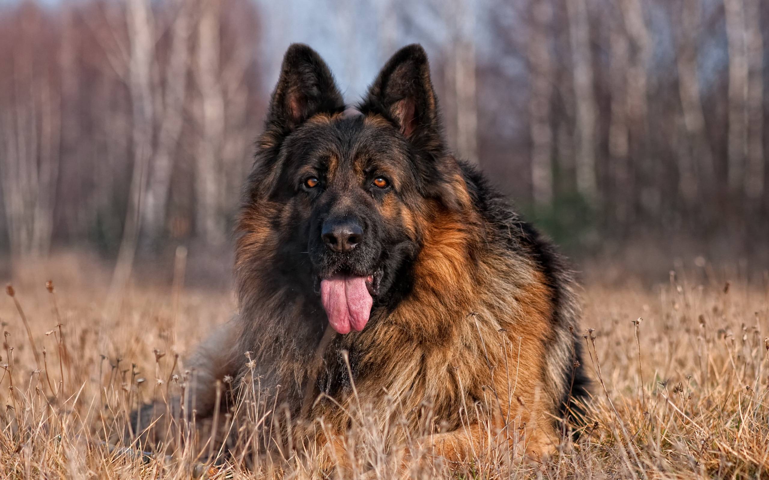 German Shepherd Wallpapers - German Shepherd Dog 4k , HD Wallpaper & Backgrounds