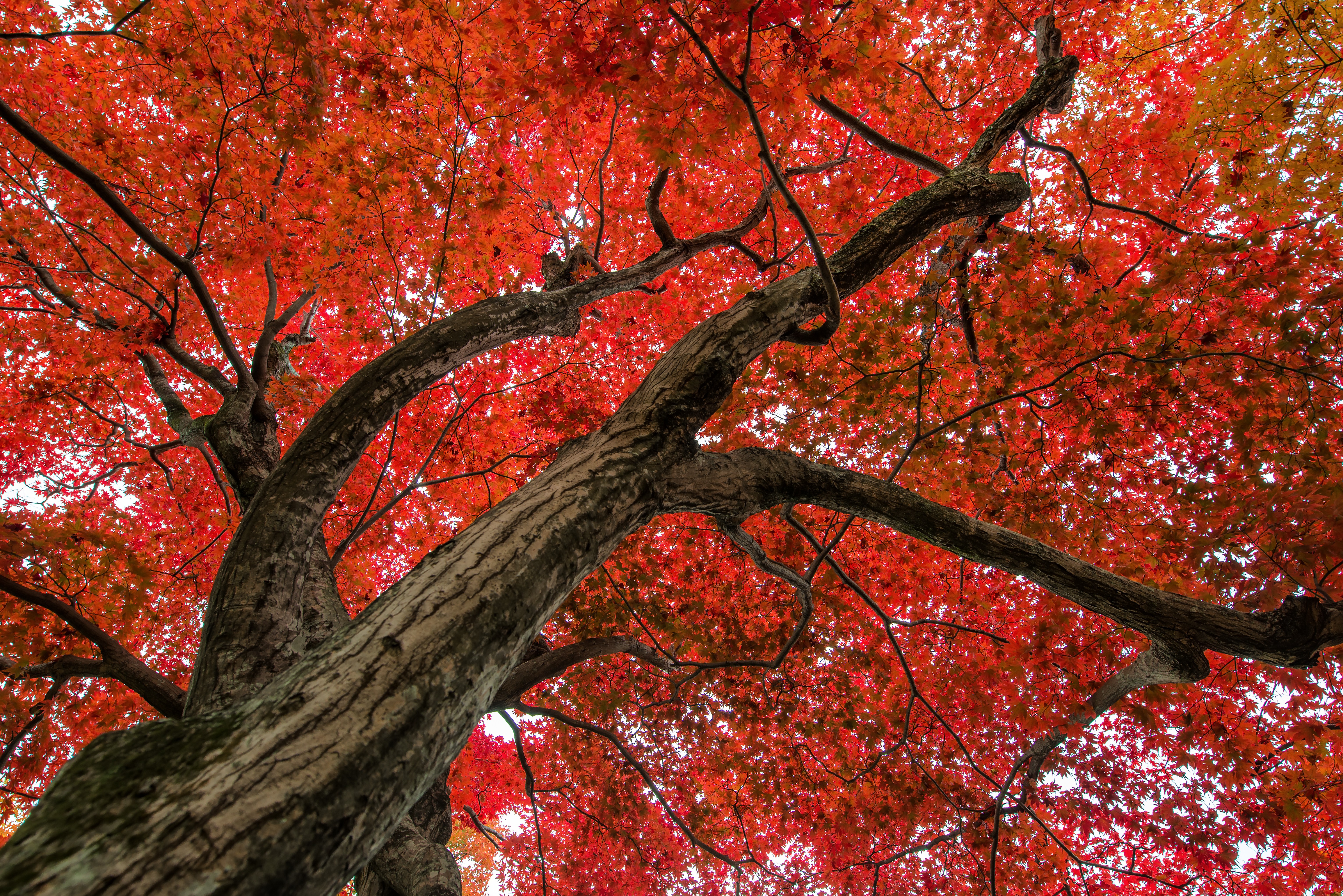 Tree Of Life 5k Retina Ultra Hd Wallpaper Background - Red Maple Tree Hd , HD Wallpaper & Backgrounds