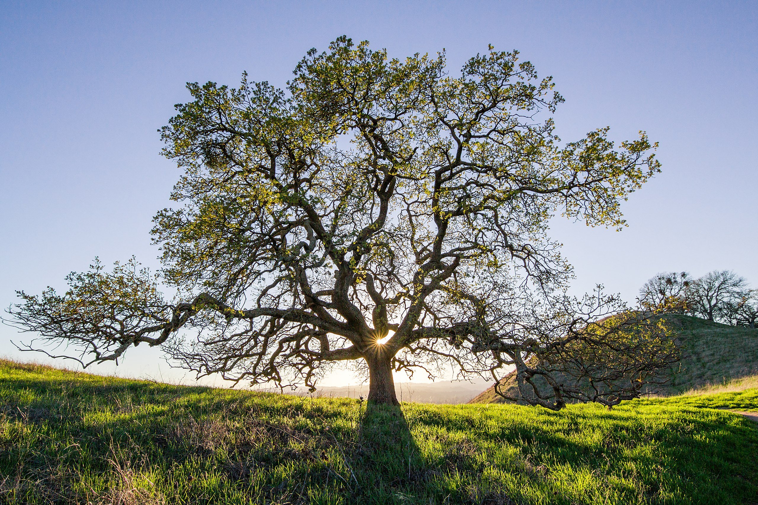 Tree Of Life - Oak , HD Wallpaper & Backgrounds