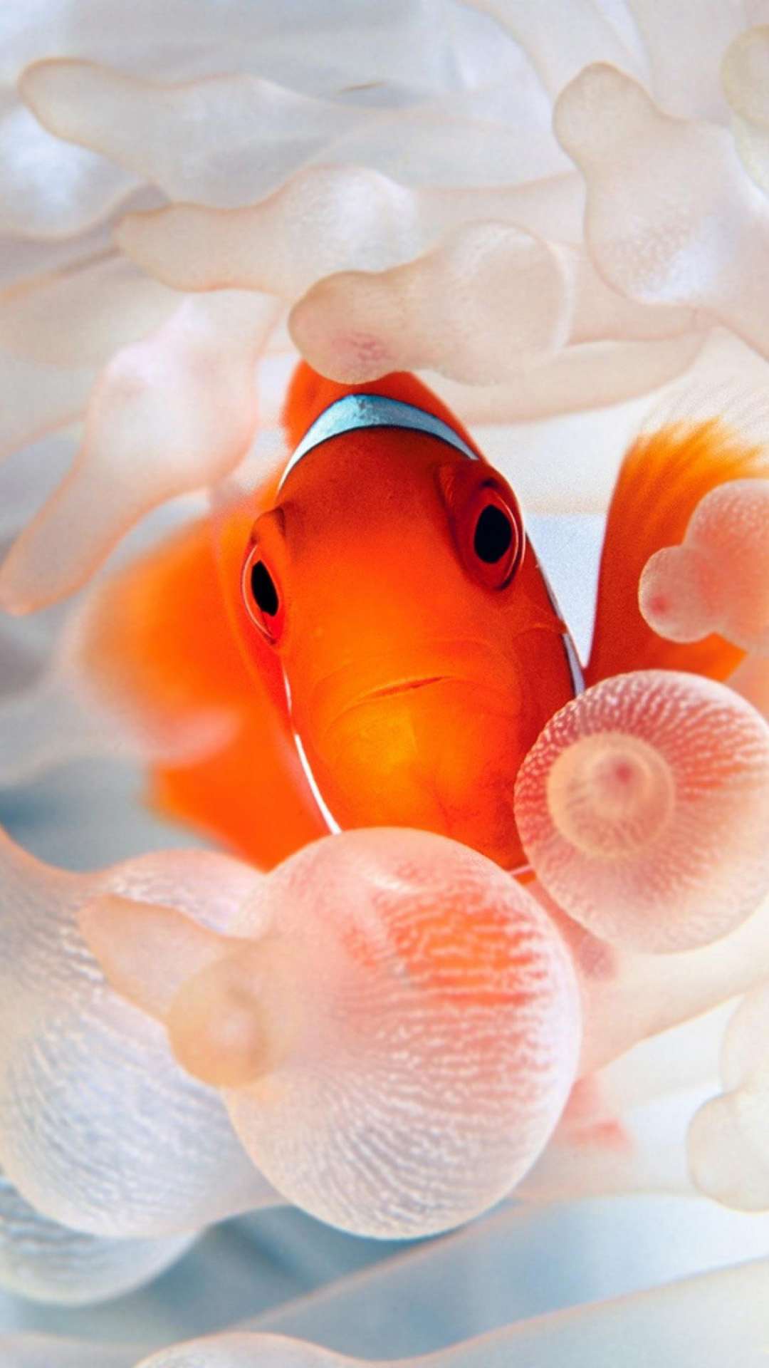 Gold Fish Nemo Orange Sea Android Wallpaper - Hd Goldfish Wallpaper Iphone , HD Wallpaper & Backgrounds