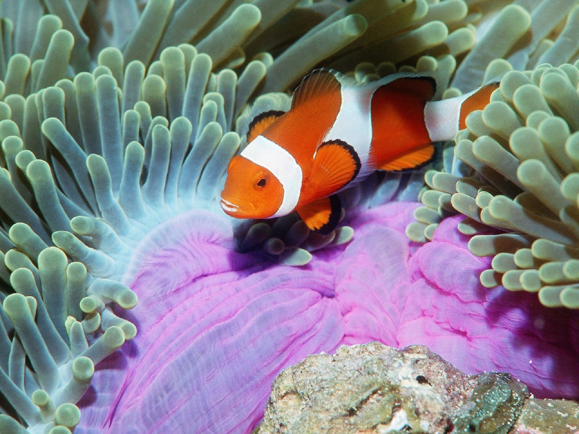 Nemo Wallpaper - Beautiful Fishes In Sea , HD Wallpaper & Backgrounds